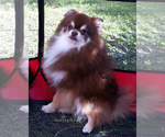 Small Photo #26 Pomeranian Puppy For Sale in PALM BCH GDNS, FL, USA