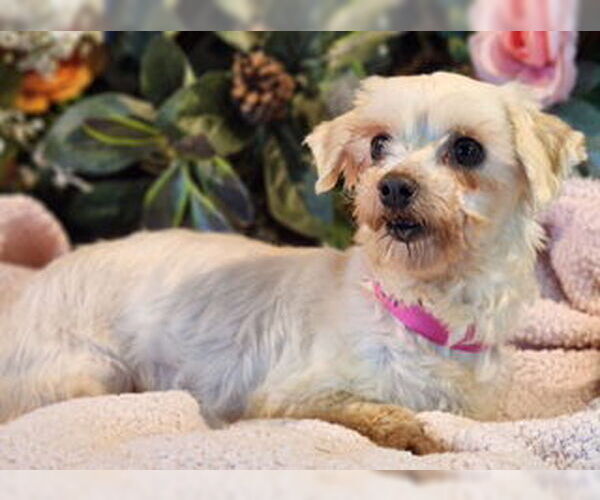 Medium Photo #3 Maltese Puppy For Sale in Bon Carbo, CO, USA
