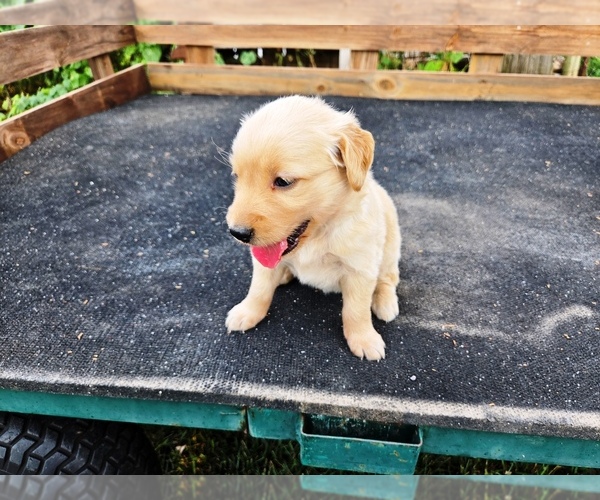 Medium Photo #6 Golden Retriever Puppy For Sale in LEON, KS, USA