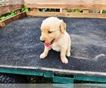 Small #5 Golden Retriever
