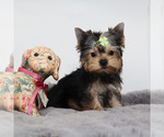 Small #2 Yorkshire Terrier