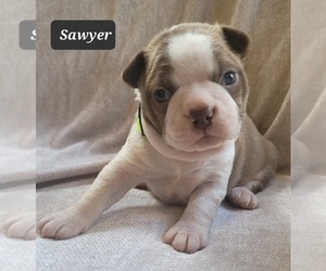 Boston Terrier Puppy for sale in POMEROY, OH, USA