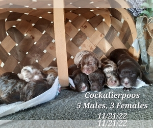 Cavalier King Charles Spaniel-Cockapoo Mix Puppy for sale in SHIPSHEWANA, IN, USA