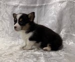 Small #1 Pembroke Welsh Corgi
