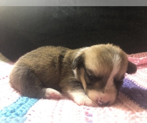 Pembroke Welsh Corgi Puppy for sale in RAMONA, OK, USA