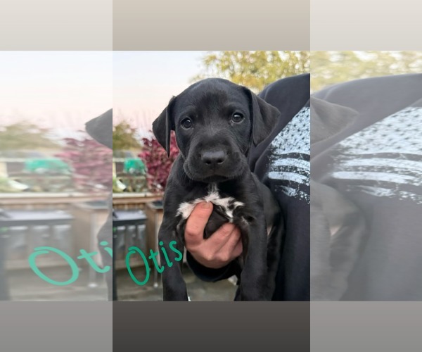 Medium Photo #1 Mutt Puppy For Sale in Shillington, PA, USA