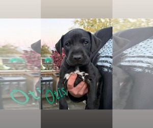 Mutt Dogs for adoption in Shillington, PA, USA