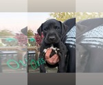 Otis - Male Mutt Dog for Adoption - Small photo