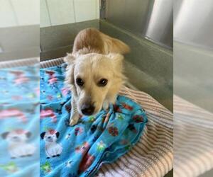 Mutt Dogs for adoption in San Martin, CA, USA