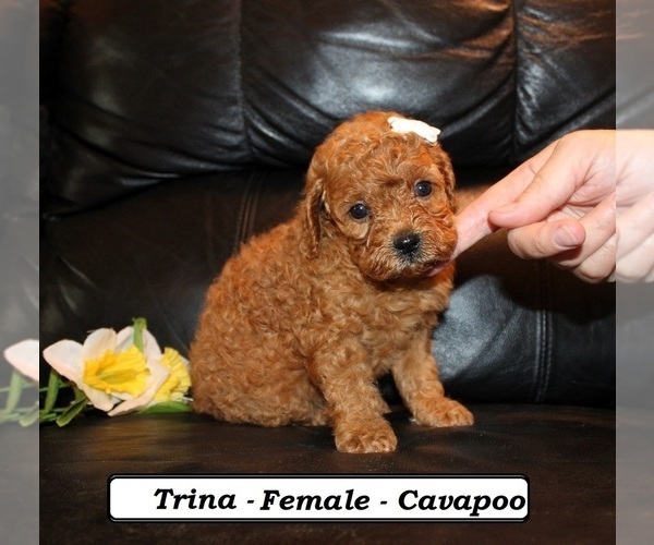 Medium Photo #2 Cavapoo (Miniature) Puppy For Sale in CLARKRANGE, TN, USA