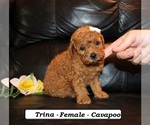 Small #1 Cavapoo (Miniature)