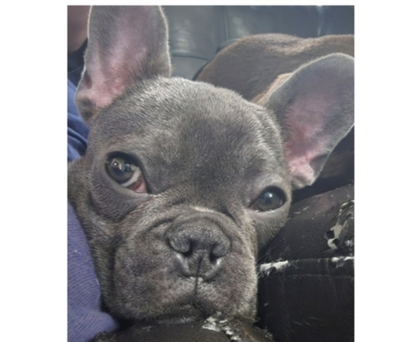Medium Photo #1 French Bulldog Puppy For Sale in CLARKSVILLE, OH, USA