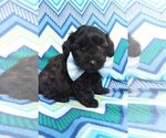 Small Photo #3 Poodle (Toy)-Yorkshire Terrier Mix Puppy For Sale in LANCASTER, PA, USA