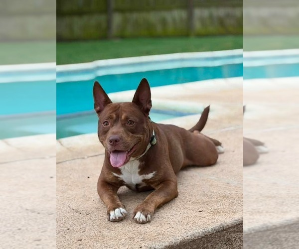 Medium Photo #4 Mutt Puppy For Sale in Canton, CT, USA