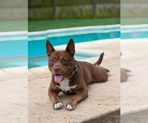 Annie Lou - Female Mutt Dog for Adoption - Photo #4