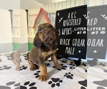 Puppy 8 Bloodhound
