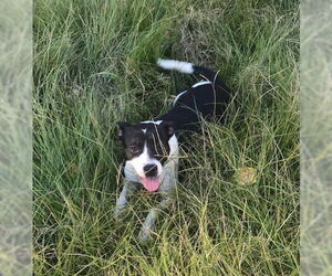 Minnie Mouse - Female Feist Terrier-Unknown Mix Dog for Adoption - Photo #4