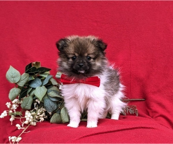 Medium Photo #8 Pomeranian Puppy For Sale in LINCOLN UNIVERSITY, PA, USA