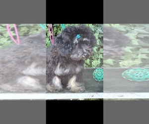 YorkiePoo Puppy for sale in LIBERAL, OR, USA