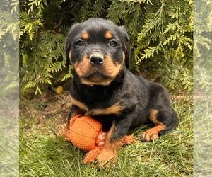 Rottweiler Puppy for sale in MIDDLEBURY, IN, USA