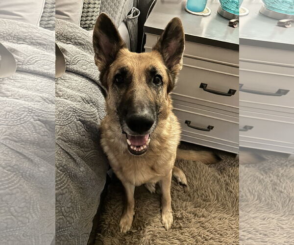 Medium Photo #10 German Shepherd Dog Puppy For Sale in Kansas City, MO, USA