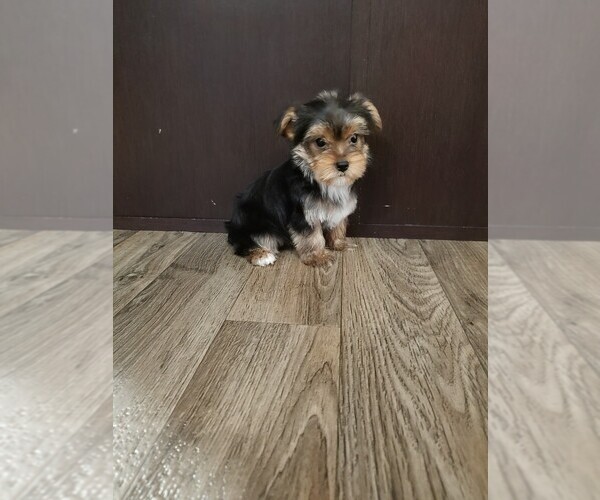 Medium Photo #12 Yorkshire Terrier Puppy For Sale in LAPEER, MI, USA