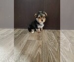 Small #11 Yorkshire Terrier