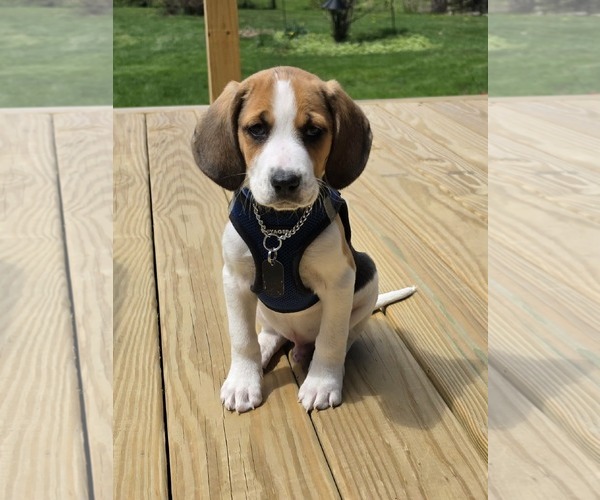 Medium Photo #1 Mutt Puppy For Sale in Shelburne, VT, USA