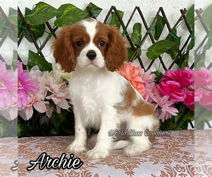 Cavalier King Charles Spaniel Puppy for sale in MIAMI, FL, USA