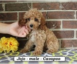 Jojo - Male Cavapoo (Miniature) Puppy for Sale - Photo #4