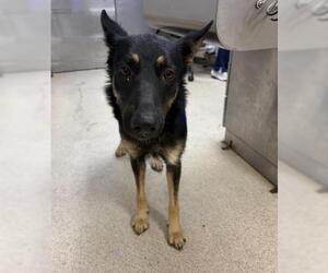 German Shepherd Dog Dogs for adoption in Riverside, CA, USA