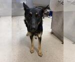 Small German Shepherd Dog
