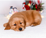 Small #4 Golden Retriever