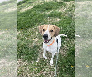 Diesel - Male English Coonhound Dog for Adoption - Photo #3