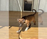 Small Photo #3 Border Collie-Chocolate Labrador retriever Mix Puppy For Sale in Mt. Laurel, NJ, USA