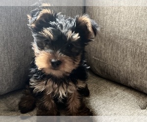 Yorkshire Terrier Puppy for Sale in ROSEVILLE, Michigan USA