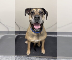 Great Dane-Unknown Mix Dogs for adoption in Bemidji, MN, USA