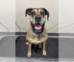 Small Great Dane Mix
