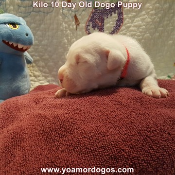 Medium Photo #162 Dogo Argentino Puppy For Sale in JANE, MO, USA