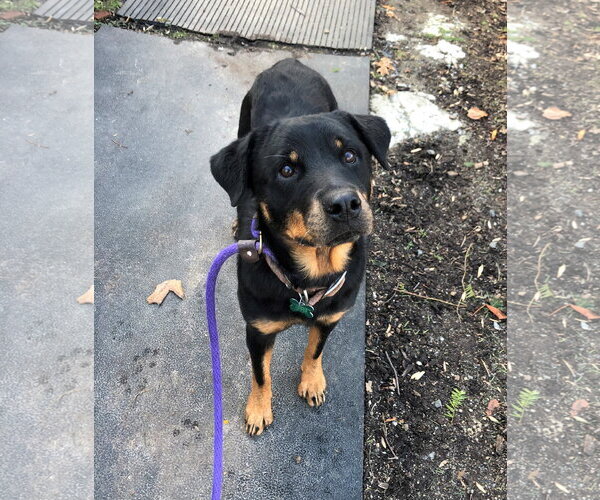 Medium Photo #16 Rottweiler Puppy For Sale in Rockaway, NJ, USA
