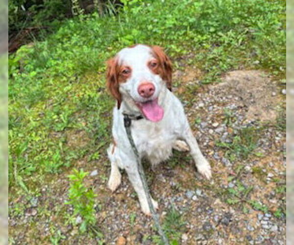 Medium Photo #5 Brittany Puppy For Sale in Curwensville, PA, USA