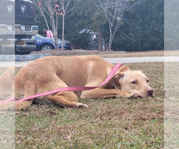 Medium Photo #6 Huskies -Labrador Retriever Mix Puppy For Sale in Orangeburg, SC, USA
