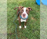 Lyra - Female Boxer-Unknown Mix Dog for Adoption - Small photo