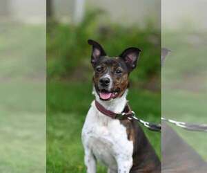 Coquito (Foster or Adopter needed!) - Male Pointer-Unknown Mix Dog for Adoption - Photo #6