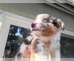 Small #2 Australian Shepherd