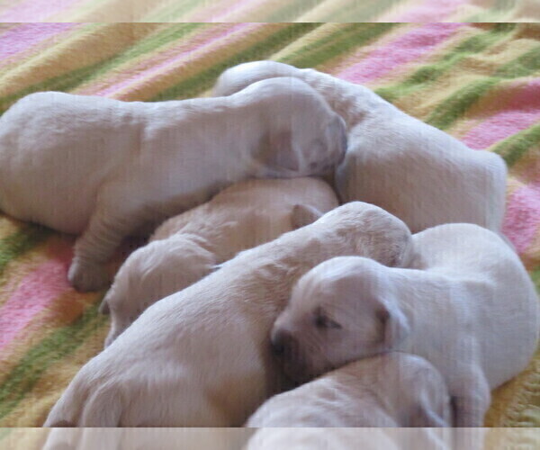 Medium Photo #13 English Cream Golden Retriever Puppy For Sale in COLUMBIANA, OH, USA