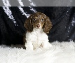 Small #4 Dachshund