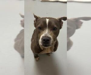 American Pit Bull Terrier-Unknown Mix Dogs for adoption in Sugar Land, TX, USA