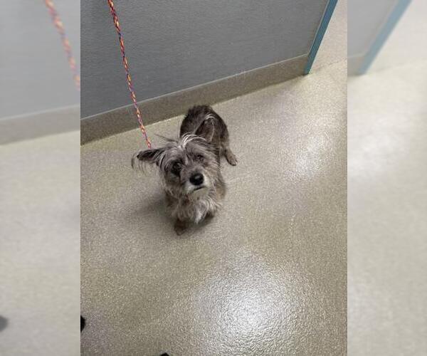 Medium Photo #1 Cairn Terrier-Unknown Mix Puppy For Sale in Las Vegas, NV, USA