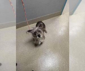 Cairn Terrier-Unknown Mix Dogs for adoption in Las Vegas, NV, USA